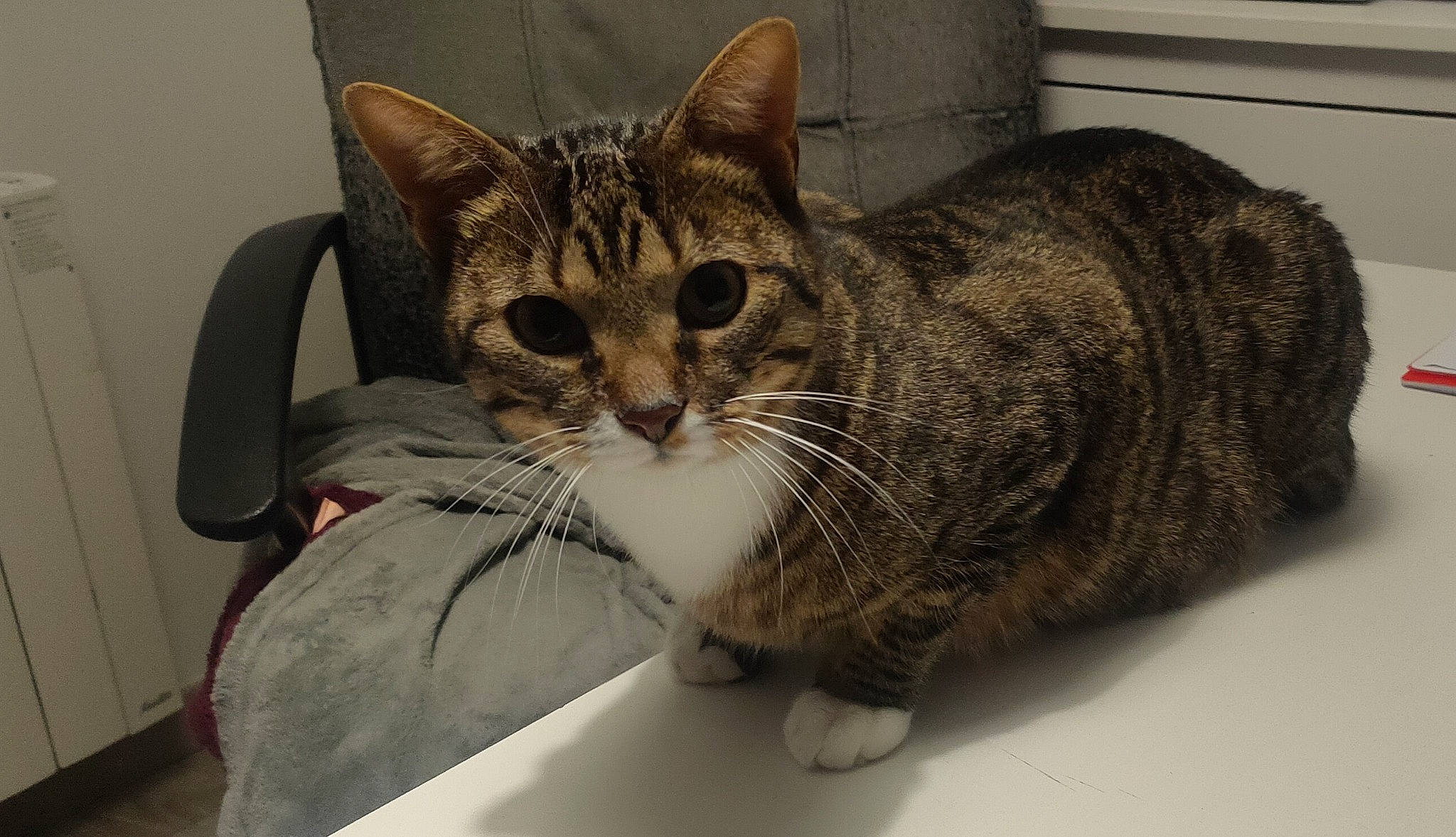 Orphée a rejoint le concours — aidez-le/la à gagner de superbes lots ! carnivore, cat, claw, comfort, domestic_short_haired_cat, felidae, fur, paw, small_to_medium_sized_cats, snout, terrestrial_animal, whiskers