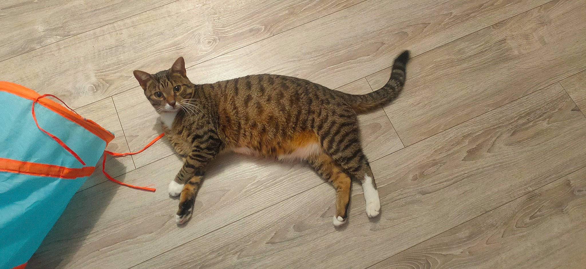 Orphée a rejoint le concours — aidez-le/la à gagner de superbes lots ! carnivore, cat, claw, domestic_short_haired_cat, fawn, felidae, flooring, fur, hardwood, paw, small_to_medium_sized_cats, snout, tail, terrestrial_animal, varnish, whiskers, wildlife, wood, wood_flooring, wood_stain