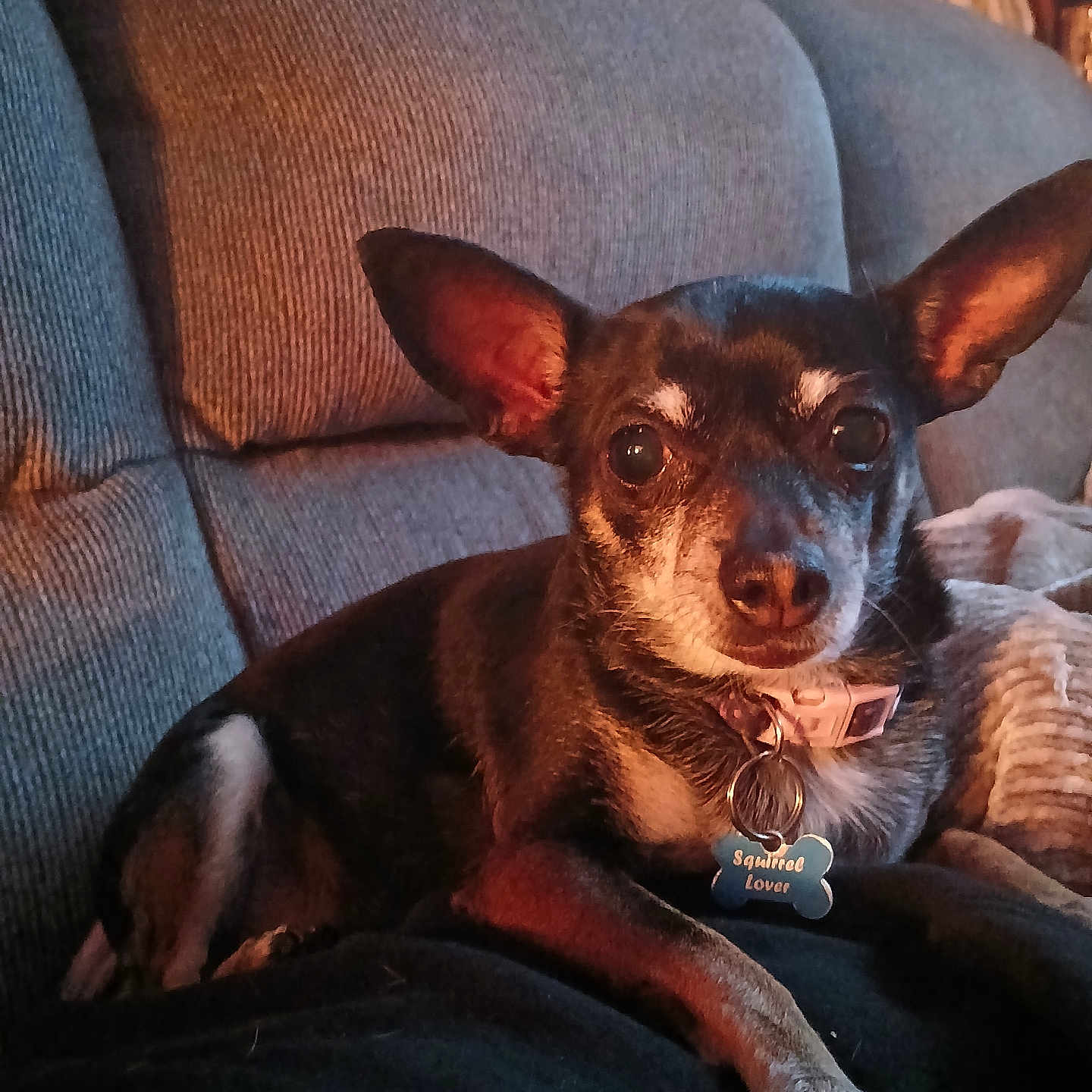 Minnie is registered to the contest to win money with this photo: animal, blanket, brown_dog, chihuahua, collar, couch, cozy, cute, dog, dog_tag, domestic_animal, ears, face, fur, home, indoor, looking_at_camera, pet, sitting, small_dog