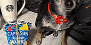 Minnie is registered to the contest to win money with this photo: black_dog, capri_sun, closed_eyes, countertop, cup, dog, drink_pouch, flower_collar, household_items, indoor, kitchen, marble_surface, mug, pet, red_collar, small_dog, soap_dispensers, starbucks, tile_backplash, whisk