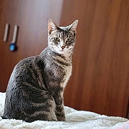 Muezza joined the competition — help win amazing prizes! animal, blurred_background, cat, cute, domestic_cat, ears_up, feline, furry, gray_cat, household, indoor, looking_at_camera, pet, portrait, sitting, soft_light, tabby, whiskers, white_blanket, wooden_furniture