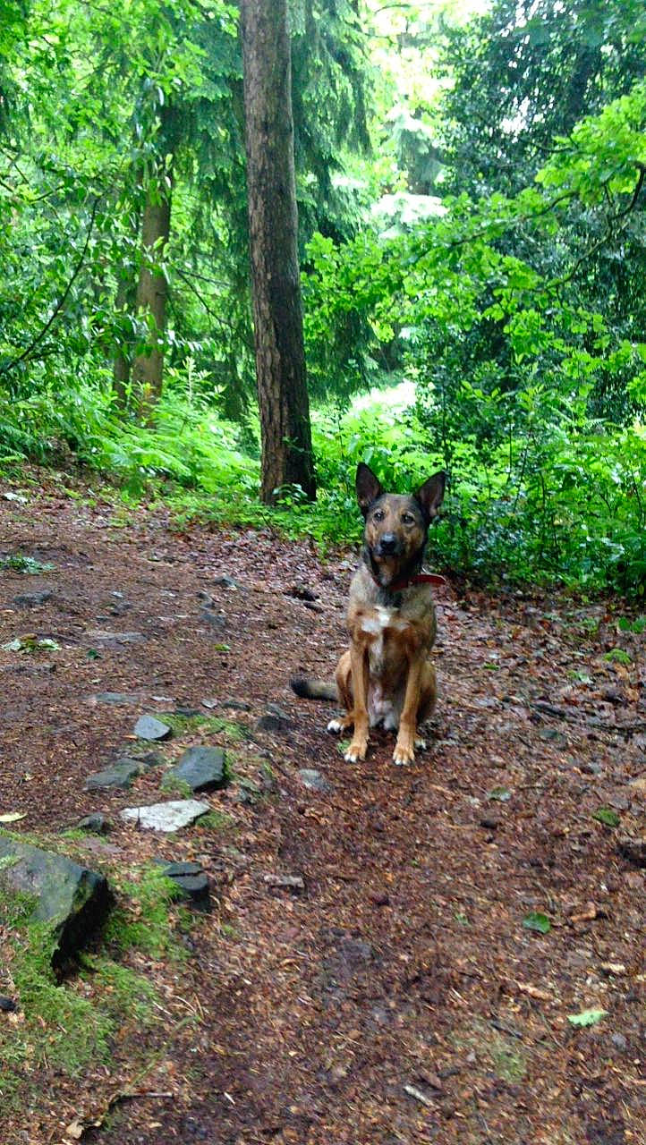 Funny a rejoint le concours — aidez-le/la à gagner de superbes lots ! biome, canidae, carnivore, dog, dog_breed, fawn, forest, groundcover, jungle, nature_reserve, old_growth_forest, plant, plant_community, rainforest, state_park, temperate_broadleaf_and_mixed_forest, trail, tree, wildlife, woodland