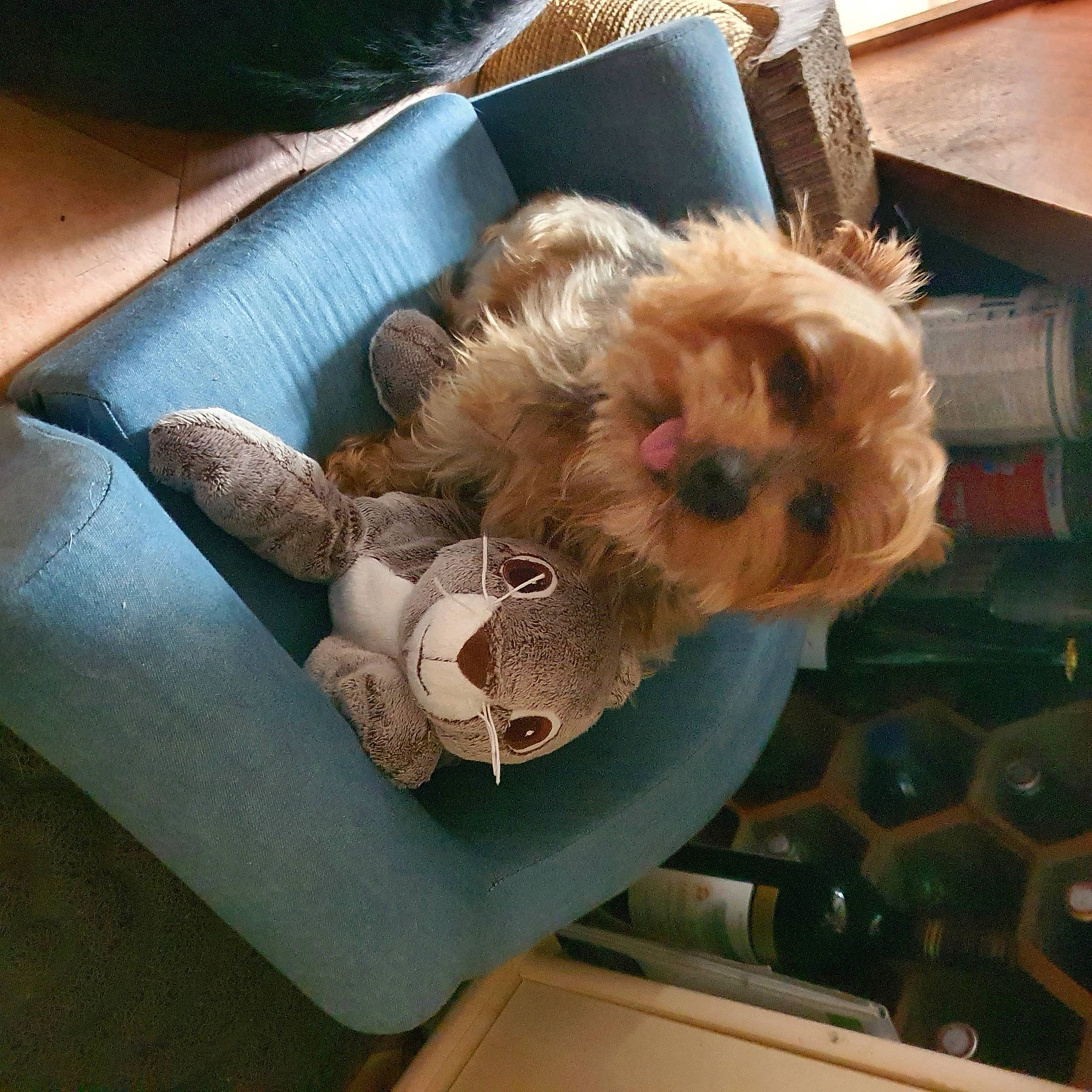 Minette a rejoint le concours — aidez-le/la à gagner de superbes lots ! bag, carnivore, comfort, companion_dog, couch, dog, dog_breed, dog_clothes, fawn, felidae, fur, liver, pet_supply, small_terrier, sporting_group, stuffed_toy, toy, toy_dog, wood, working_animal