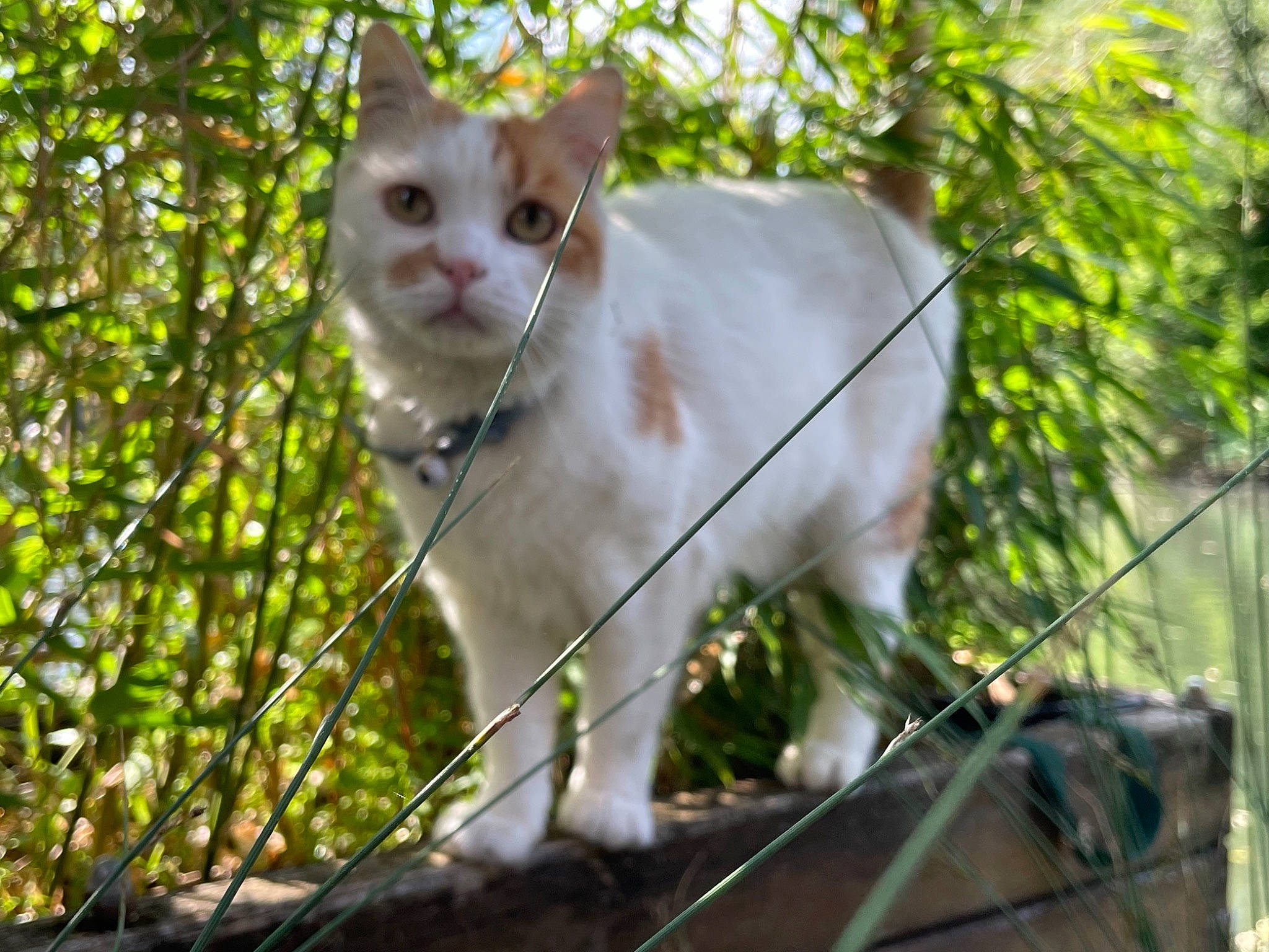 Mimi participe au concours pour gagner de l'argent avec cette photo : carnivore, cat, devon_rex, domestic_short_haired_cat, eye, fawn, felidae, fence, fur, grass, plant, small_to_medium_sized_cats, snout, tail, terrestrial_animal, tree, twig, whiskers, wildlife, wood