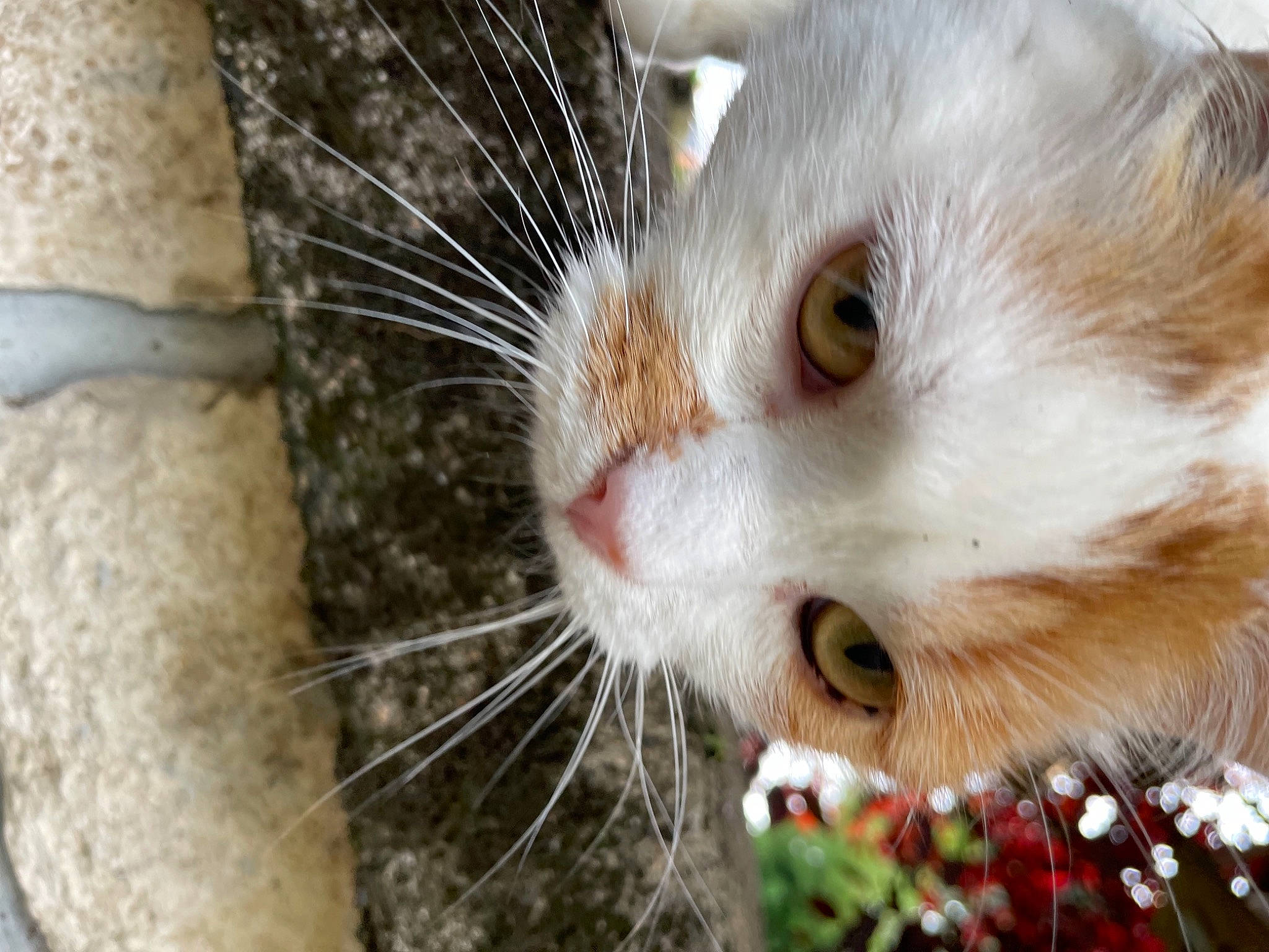 Mimi participe au concours pour gagner de l'argent avec cette photo : carnivore, cat, christmas, claw, close_up, domestic_short_haired_cat, fawn, felidae, fur, grass, holiday, paw, plant, small_to_medium_sized_cats, snout, tail, tree, whiskers, wildlife, wood