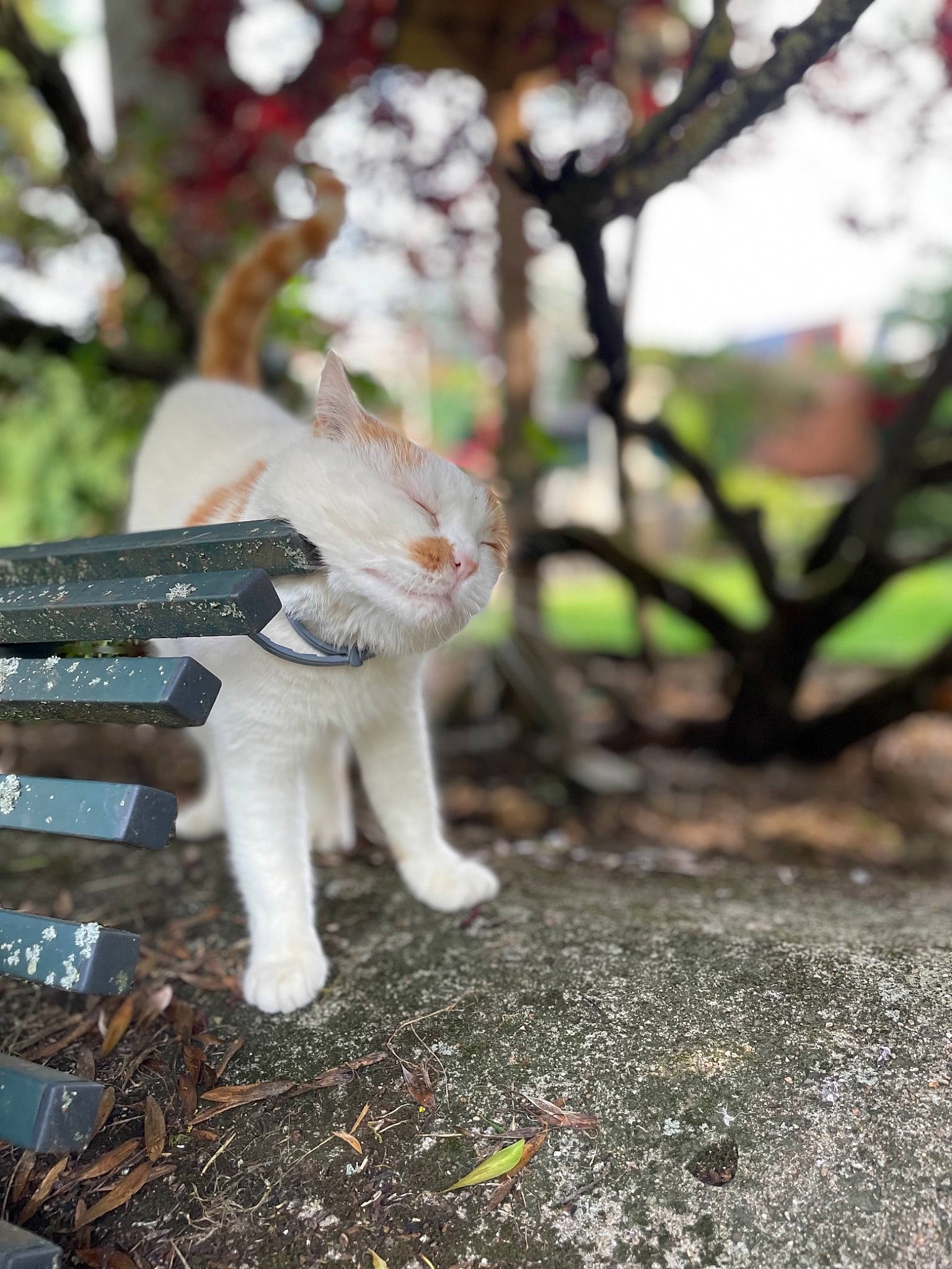 Mimi a rejoint le concours — aidez-le/la à gagner de superbes lots ! canidae, carnivore, cat, domestic_short_haired_cat, fawn, felidae, fur, grass, human_leg, plant, small_to_medium_sized_cats, snout, soil, sporting_group, tail, tree, trunk, twig, whiskers, wood