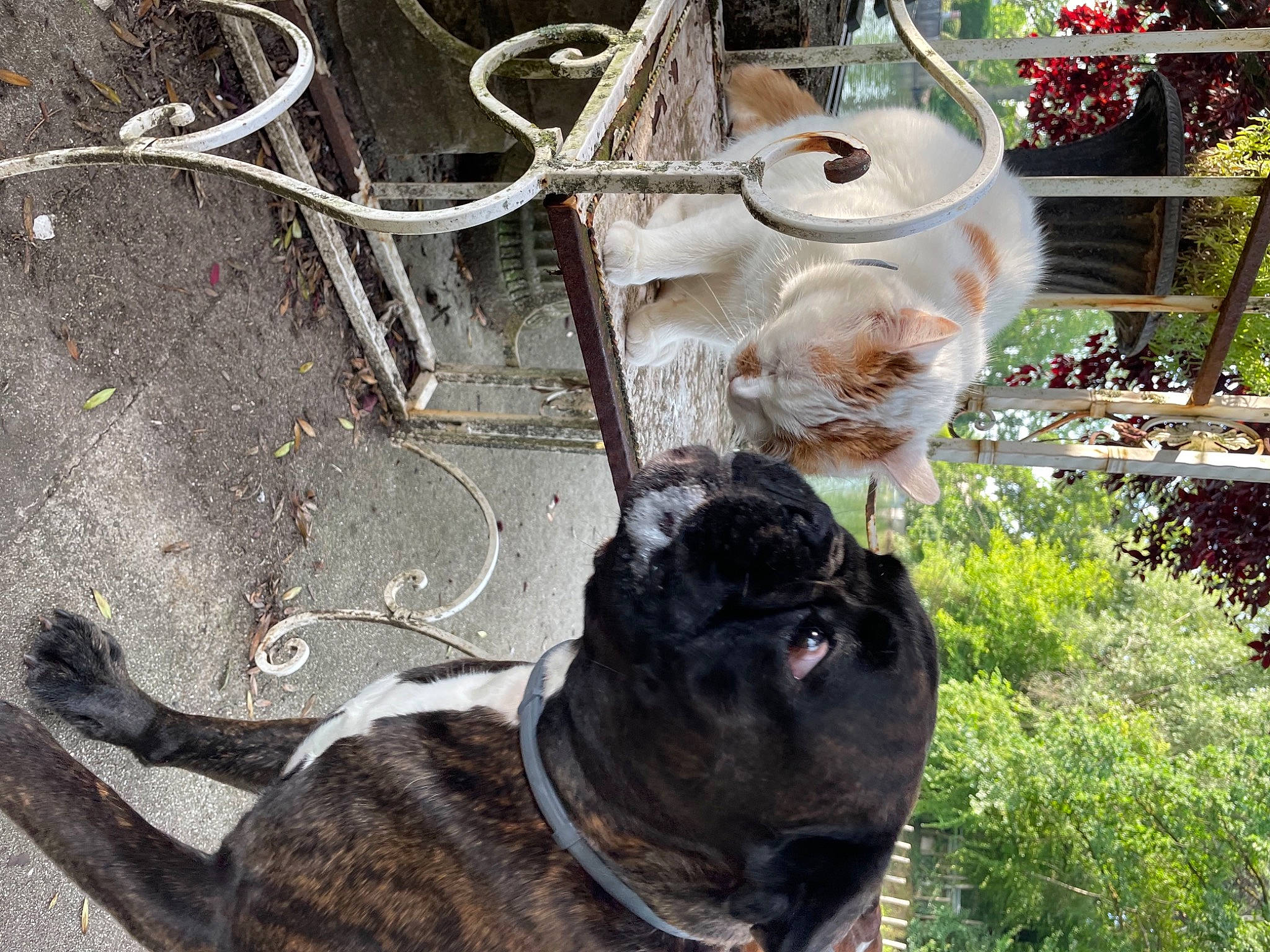 Mimi a rejoint le concours — aidez-le/la à gagner de superbes lots ! canidae, carnivore, collar, companion_dog, dog, dog_breed, dog_collar, electrical_wiring, fawn, flowerpot, fur, gas, grass, leash, metal, plant, snout, sporting_group, tail, working_animal