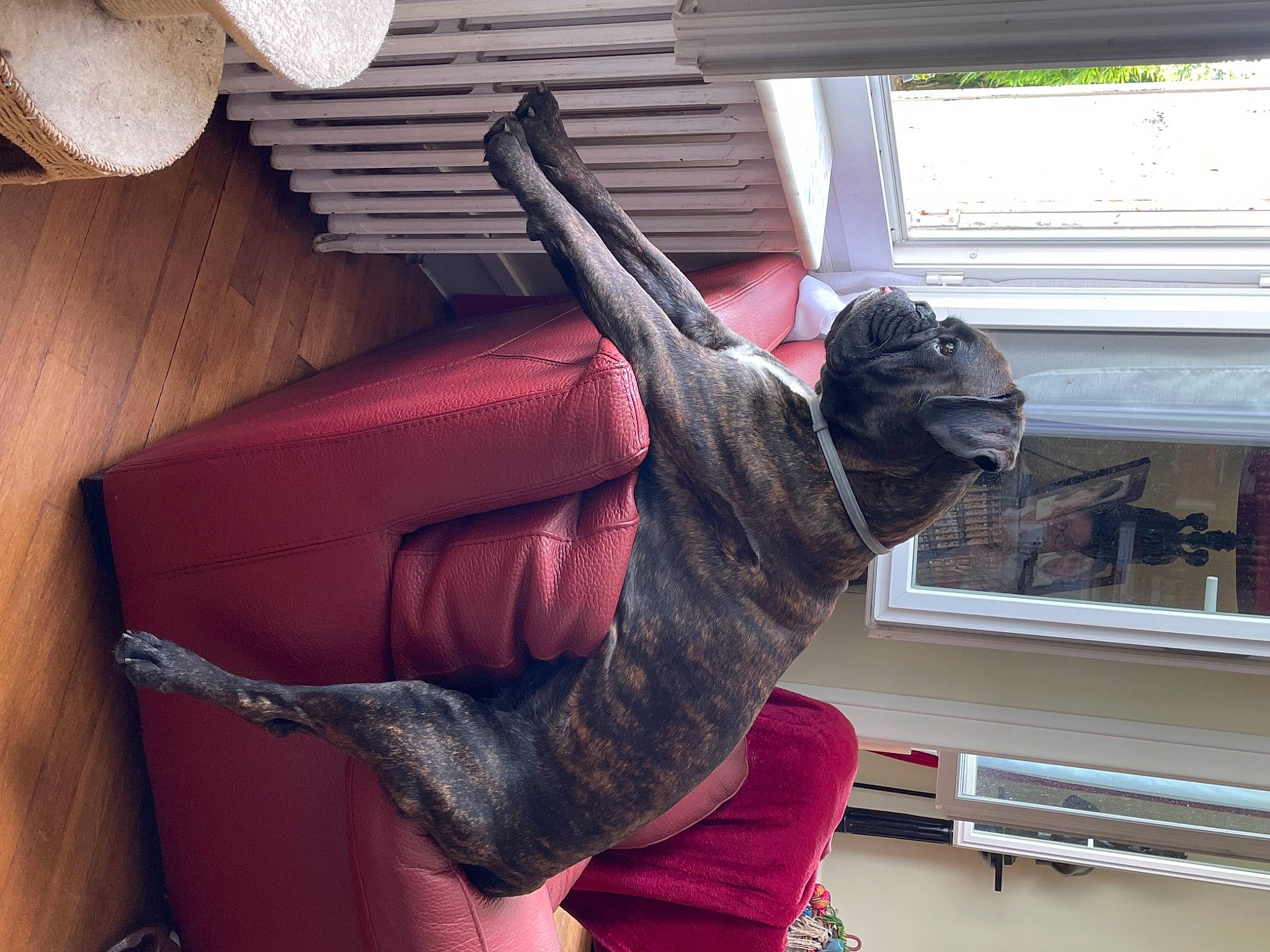 Oscar participe au concours pour gagner de l'argent avec cette photo : carmine, comfort, fawn, felidae, flooring, fur, gesture, hardwood, headgear, human_leg, magenta, pattern, room, sculpture, sportswear, tail, textile, visual_arts, window, wood