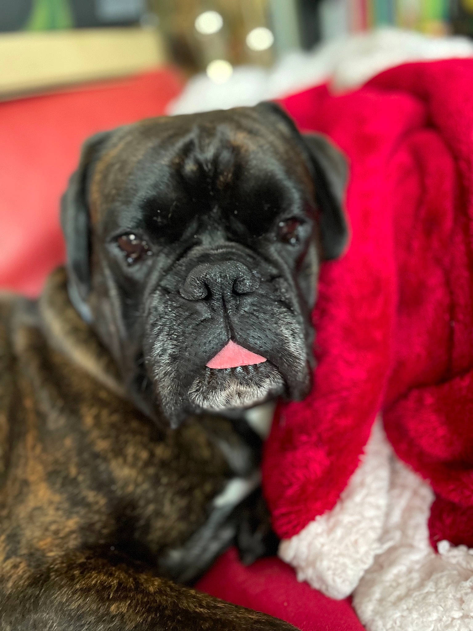 Oscar a rejoint le concours — aidez-le/la à gagner de superbes lots ! ancient_dog_breeds, bored, canidae, carmine, carnivore, collar, companion_dog, dog, dog_breed, fawn, fur, molosser, non_sporting_group, pug, snout, sporting_group, toy_dog, whiskers, working_dog, wrinkle