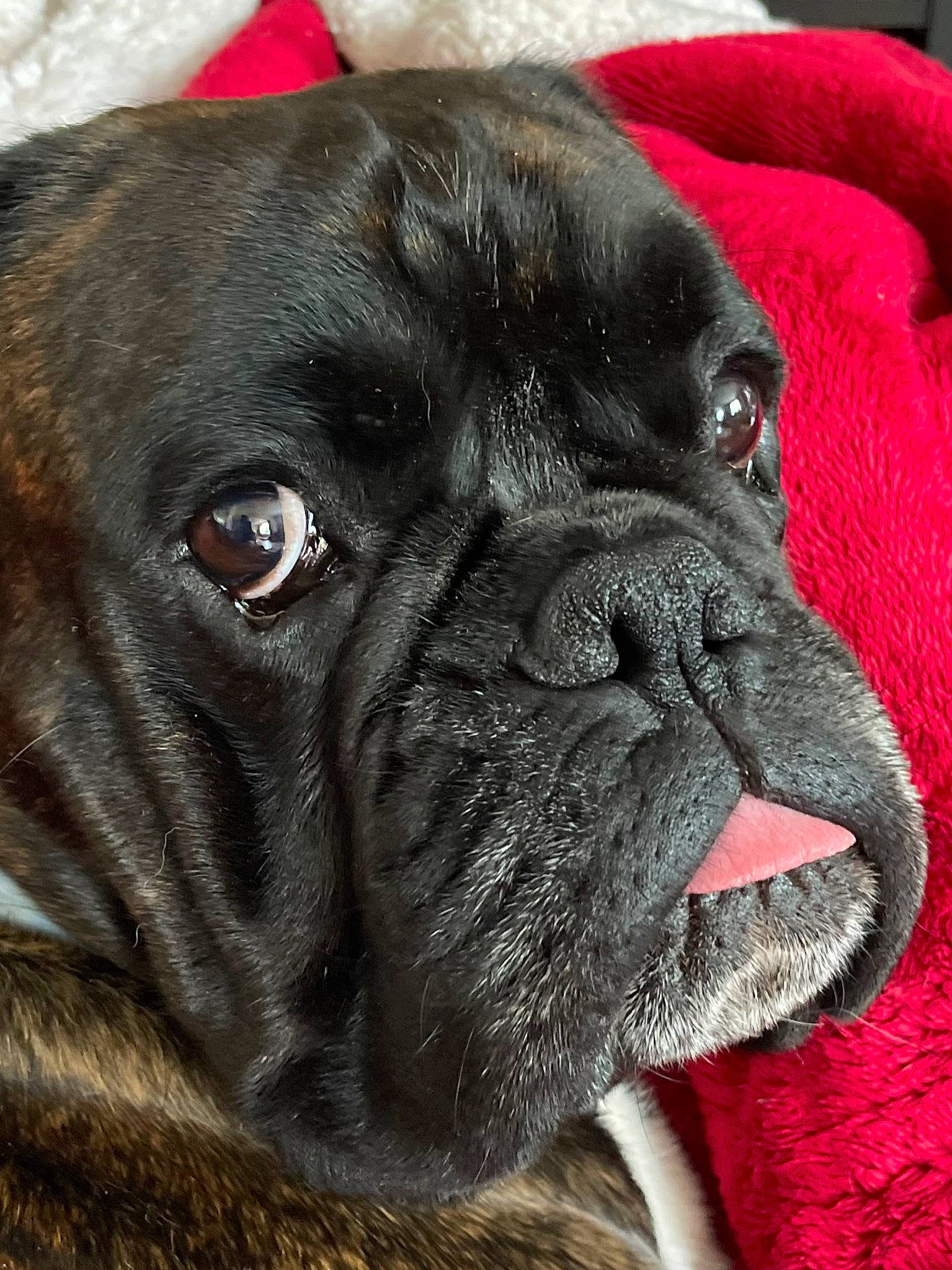 Oscar participe au concours pour gagner de l'argent avec cette photo : ancient_dog_breeds, bored, canidae, carnivore, collar, companion_dog, dog, dog_breed, dog_collar, fawn, giant_dog_breed, liver, molosser, non_sporting_group, snout, sporting_group, whiskers, working_animal, working_dog, wrinkle