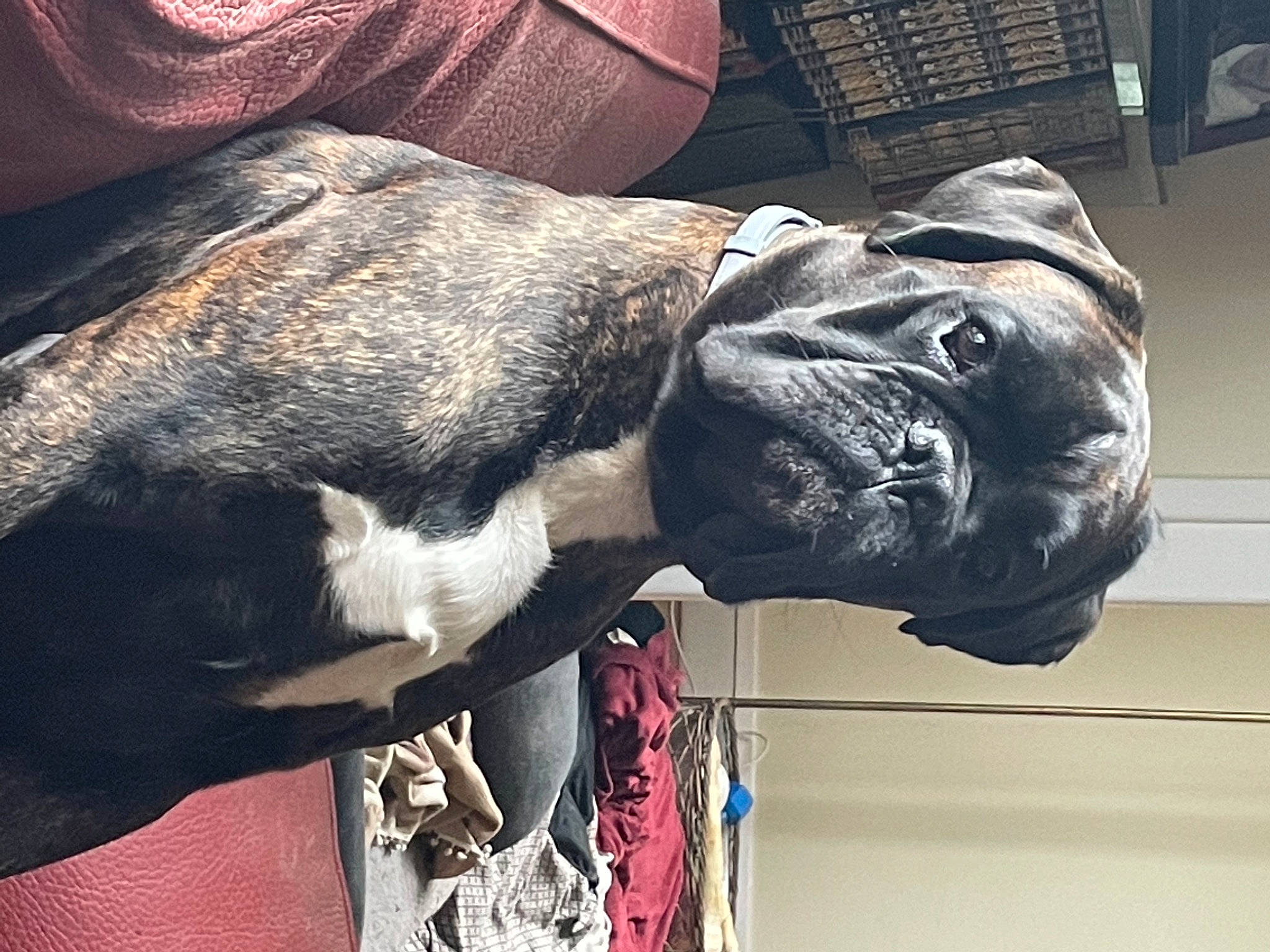 Oscar a rejoint le concours — aidez-le/la à gagner de superbes lots ! canidae, carnivore, collar, companion_dog, dog, dog_breed, ear, fawn, fur, giant_dog_breed, great_dane, grey, liver, metal, snout, sporting_group, terrestrial_animal, vertebrate, working_animal, wrinkle