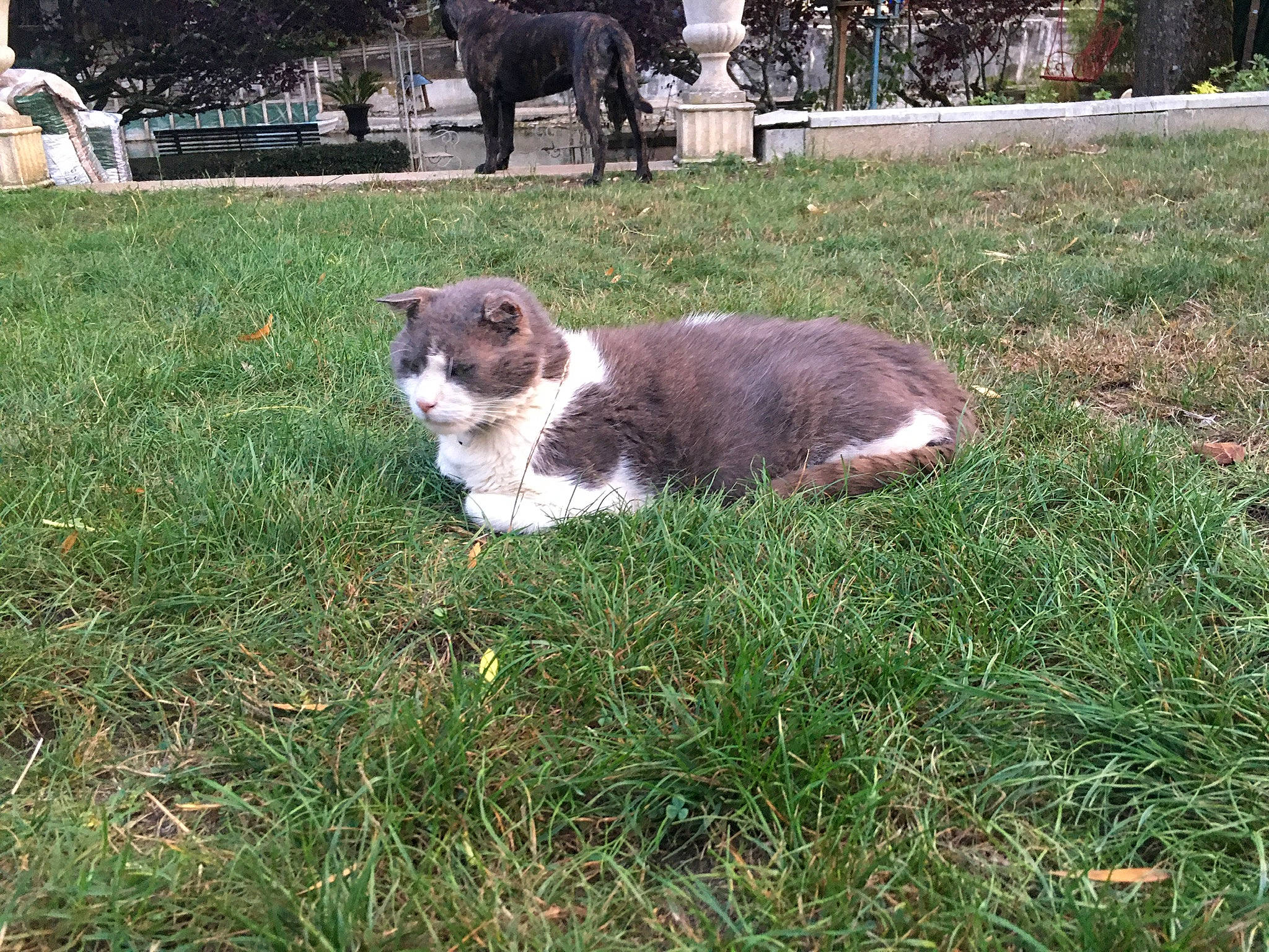 Minou a rejoint le concours — aidez-le/la à gagner de superbes lots ! carnivore, companion_dog, dog, dog_breed, felidae, fur, garden, grass, groundcover, herding_dog, lawn, plant, small_to_medium_sized_cats, soil, sporting_group, tail, terrestrial_animal, tree, whiskers, yard