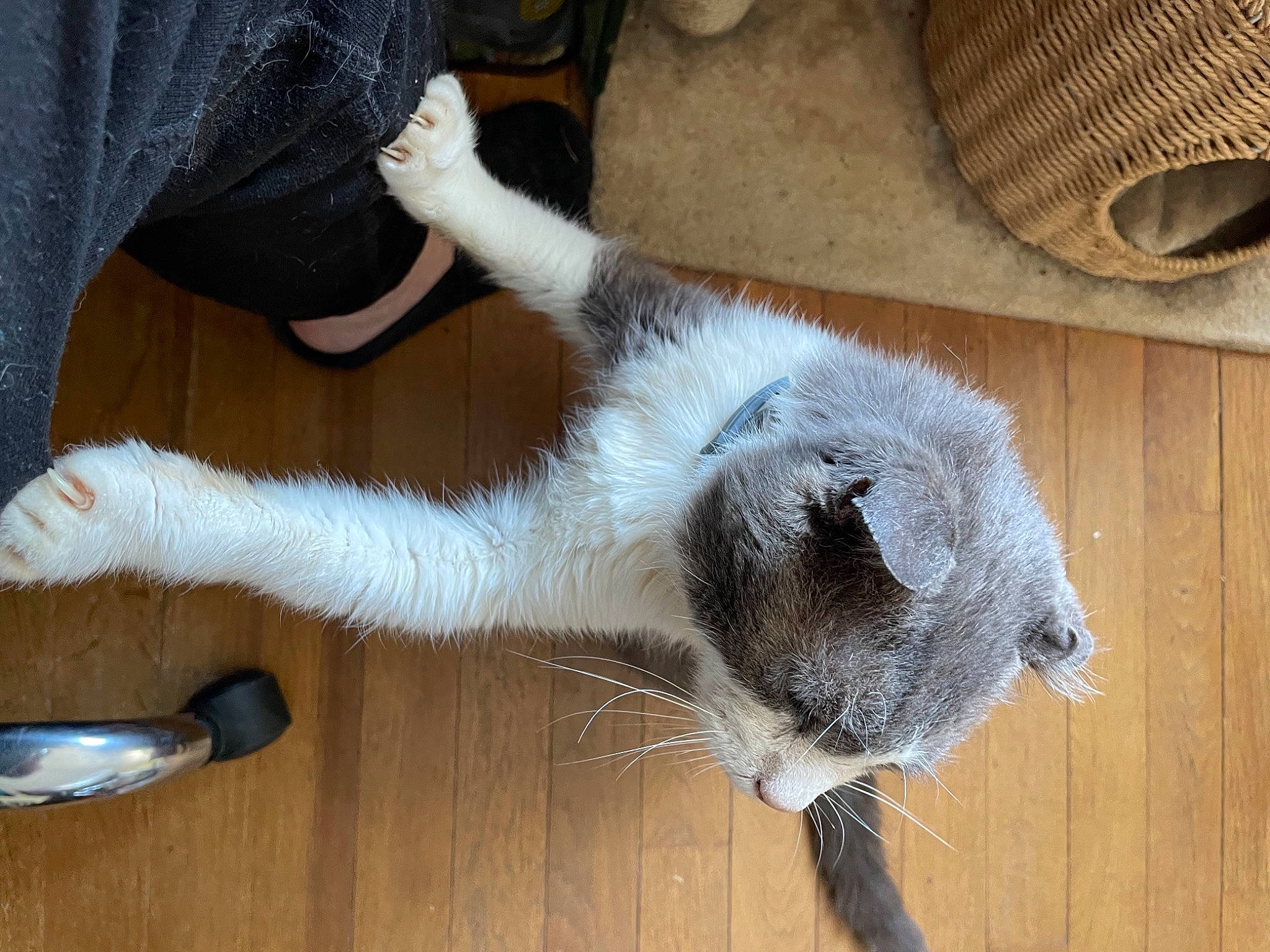 Minou a rejoint le concours — aidez-le/la à gagner de superbes lots ! canidae, carnivore, cat, claw, dog_breed, domestic_short_haired_cat, fawn, felidae, flooring, fur, hardwood, paw, small_to_medium_sized_cats, snout, sporting_group, tail, terrestrial_animal, whiskers, wood, wool