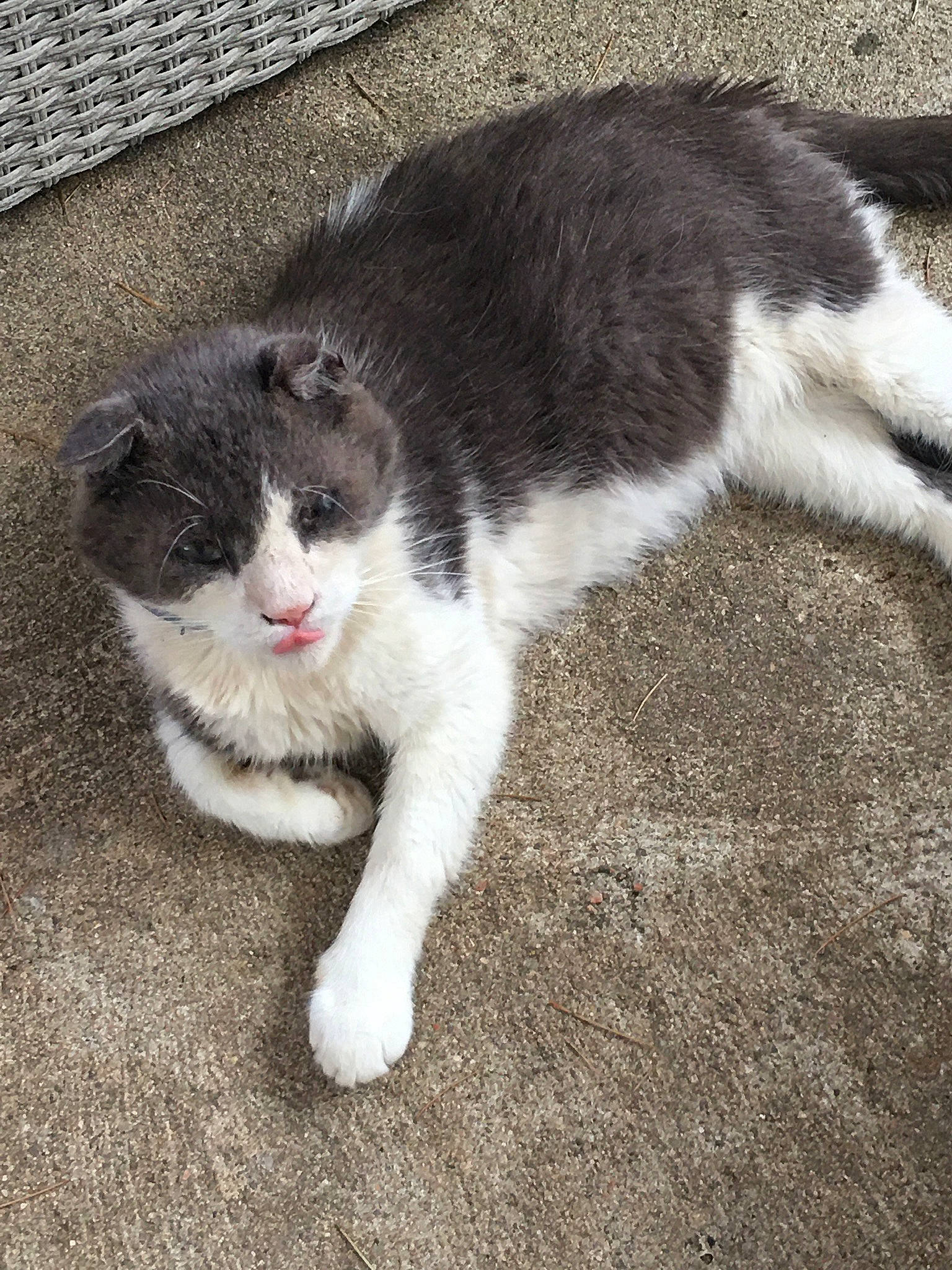 Minou participe au concours pour gagner de l'argent avec cette photo : carnivore, cat, claw, domestic_short_haired_cat, eye, felidae, flooring, foot, fur, grass, human_leg, paw, road_surface, sitting, small_to_medium_sized_cats, tail, terrestrial_animal, whiskers