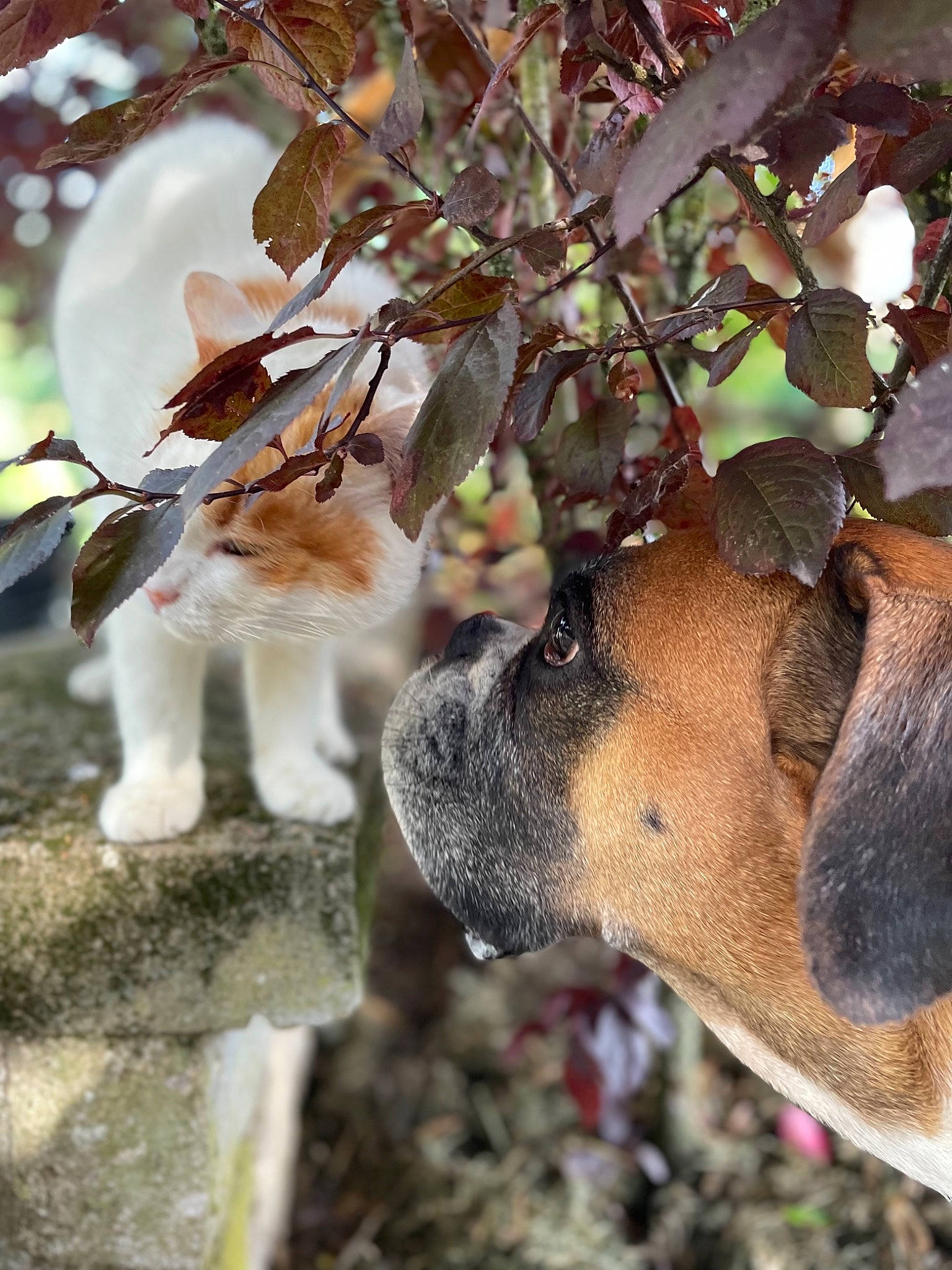 Lilly participe au concours pour gagner de l'argent avec cette photo : branch, carnivore, collar, dog, dog_breed, fawn, felidae, fur, mammal, organism, plant, snout, sporting_group, tail, tree, trunk, twig, vertebrate, whiskers, wood