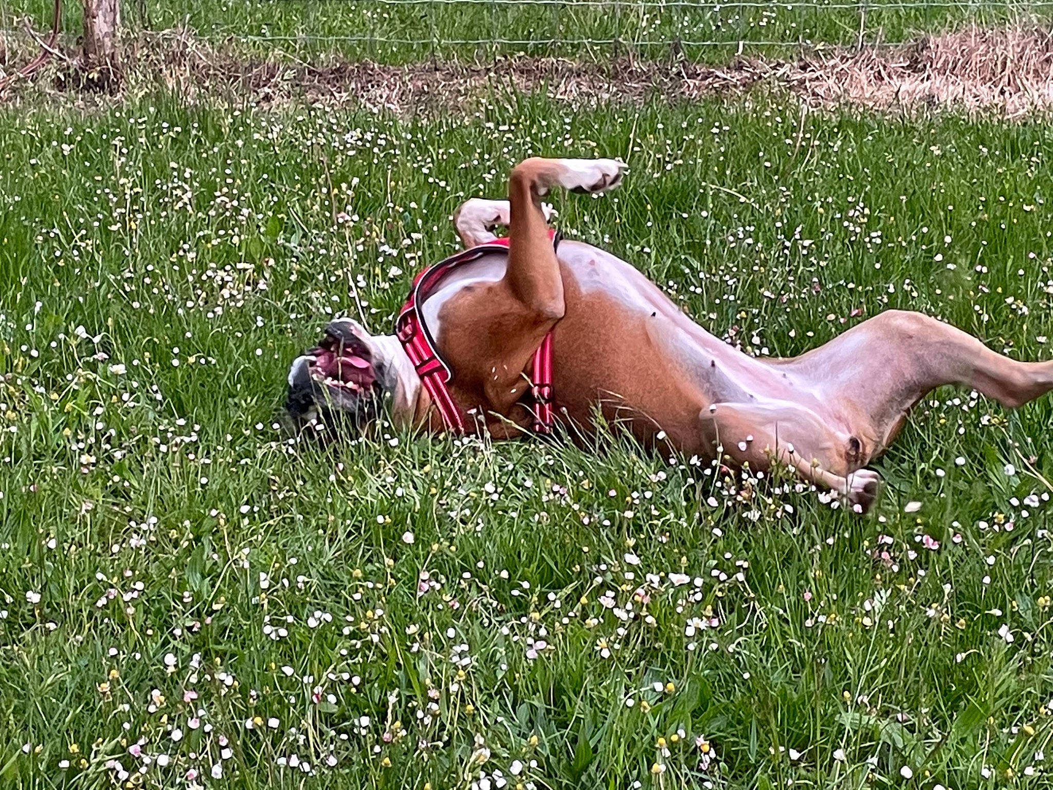 Lilly a rejoint le concours — aidez-le/la à gagner de superbes lots ! barechested, chest, elbow, field, grass, grass_family, grassland, groundcover, happy, human_body, human_leg, knee, lawn, leisure, meadow, pasture, people_in_nature, plant, prairie, thigh