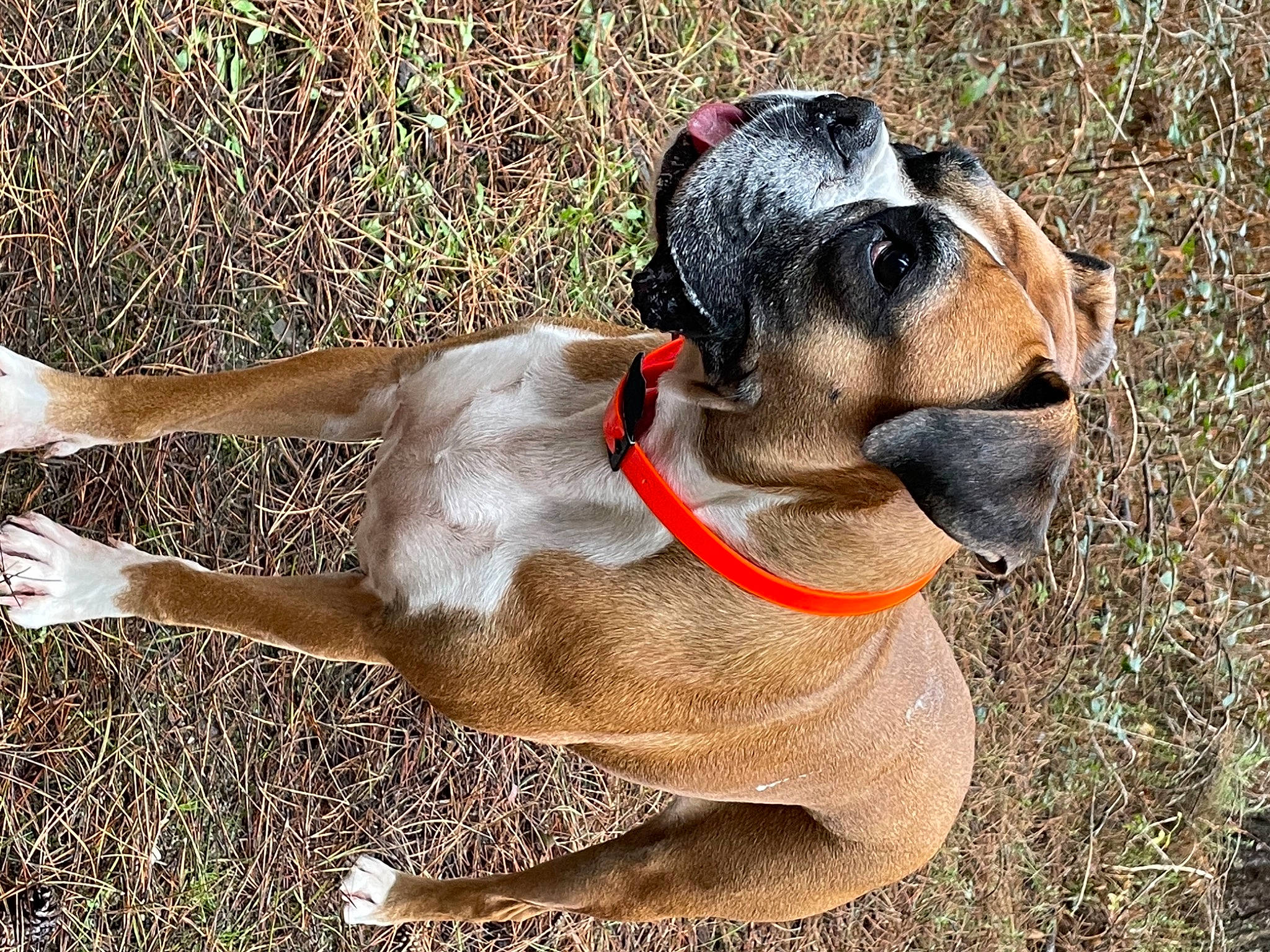 Lilly a rejoint le concours — aidez-le/la à gagner de superbes lots ! canidae, carnivore, collar, companion_dog, dog, dog_breed, dog_collar, dog_supply, fawn, grass, leash, liver, paw, pet_supply, soil, sporting_group, terrestrial_animal, wildlife, working_animal, working_dog