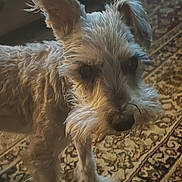 Junior joined the competition — help win amazing prizes! animal, beige, brown, canine, carpet, closeup, companion, curious, dog, domestic, ears, floor, fur, home, indoor, looking, pet, portrait, scruffy, standing