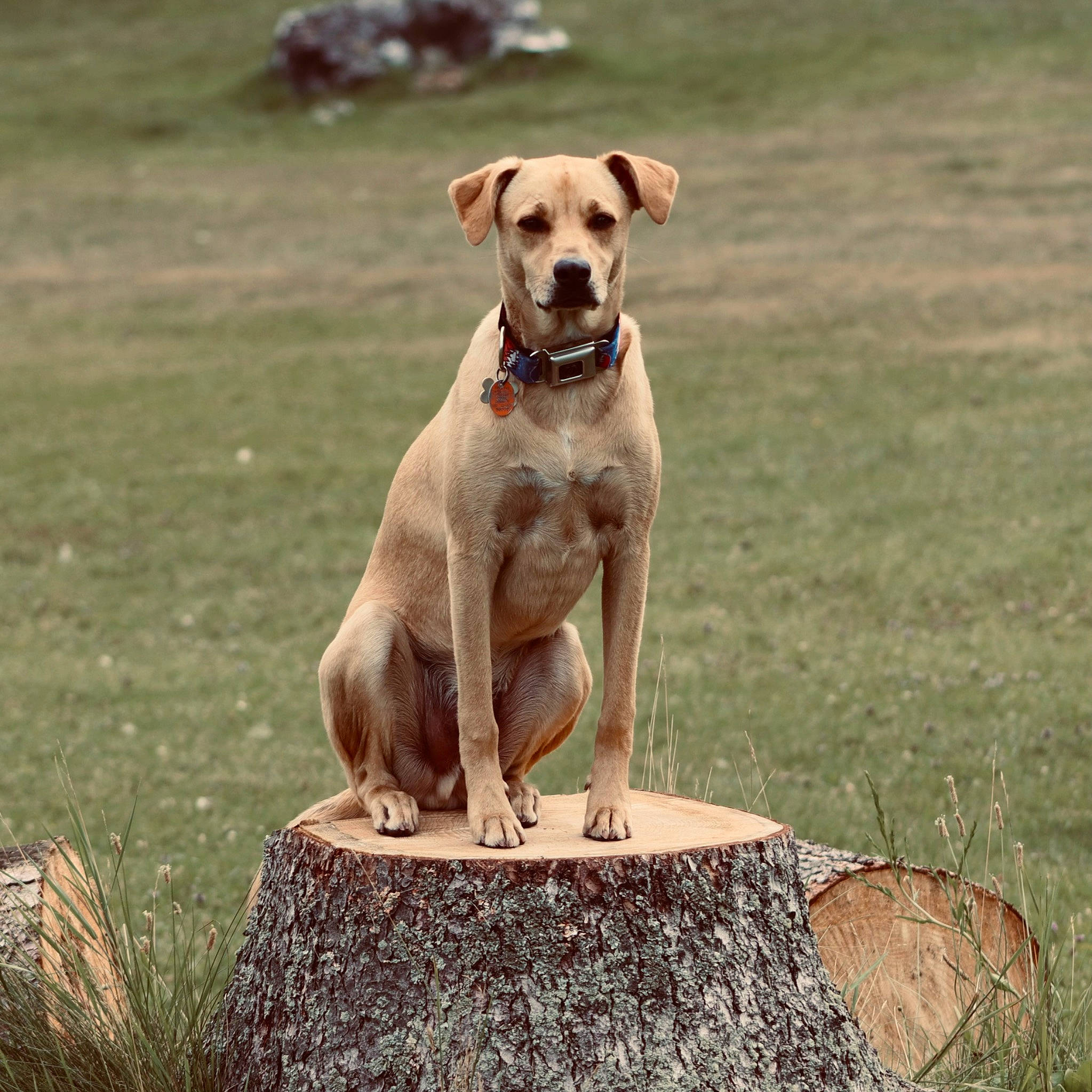 Stanley joined the competition — help win amazing prizes! canidae, carnivore, collar, companion_dog, dog, dog_breed, dog_collar, dog_sports, dog_supply, fawn, grass, gun_dog, liver, pet_supply, pointing_breed, snout, sporting_group, tail, working_animal, working_dog