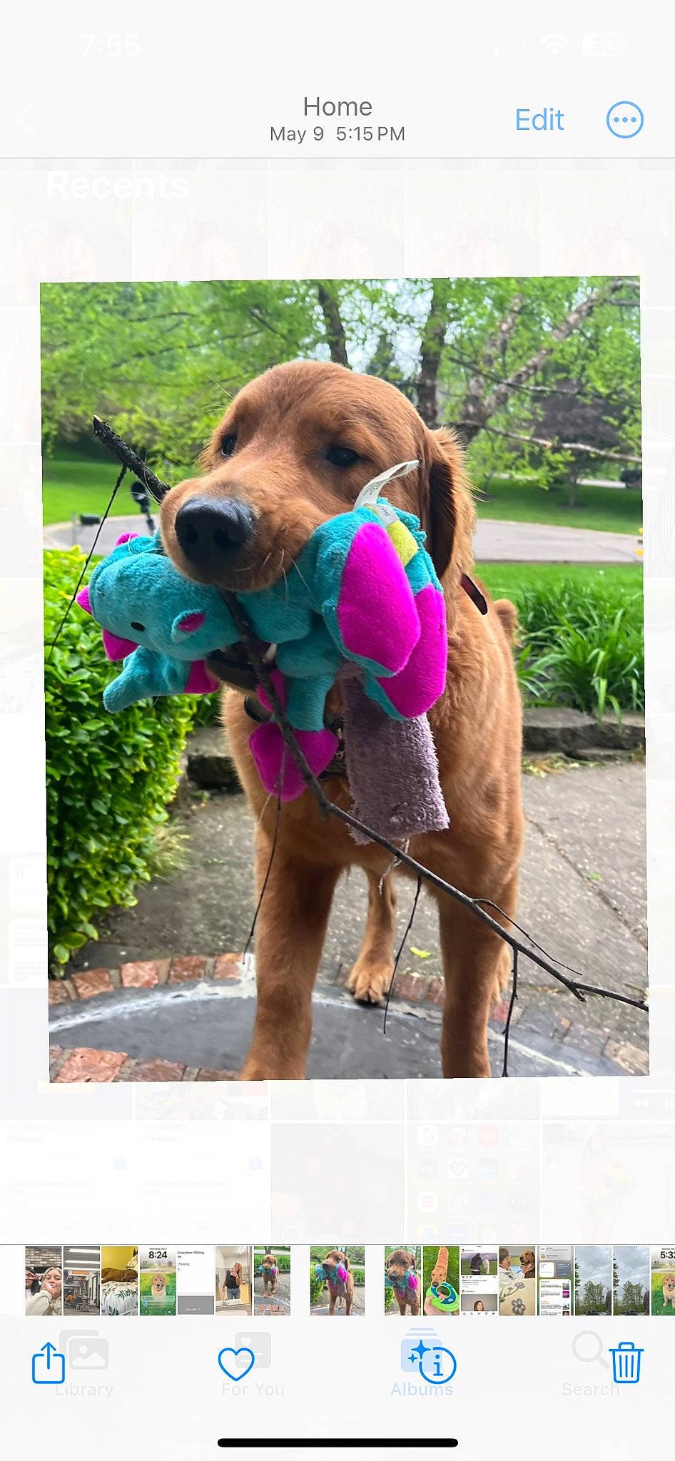 Buddy joined the competition — help win amazing prizes! canidae, carnivore, collar, companion_dog, dog, dog_breed, dog_collar, dog_supply, fawn, hound, leash, liver, pet_supply, plant, rectangle, snout, sporting_group, tree, working_animal, working_dog
