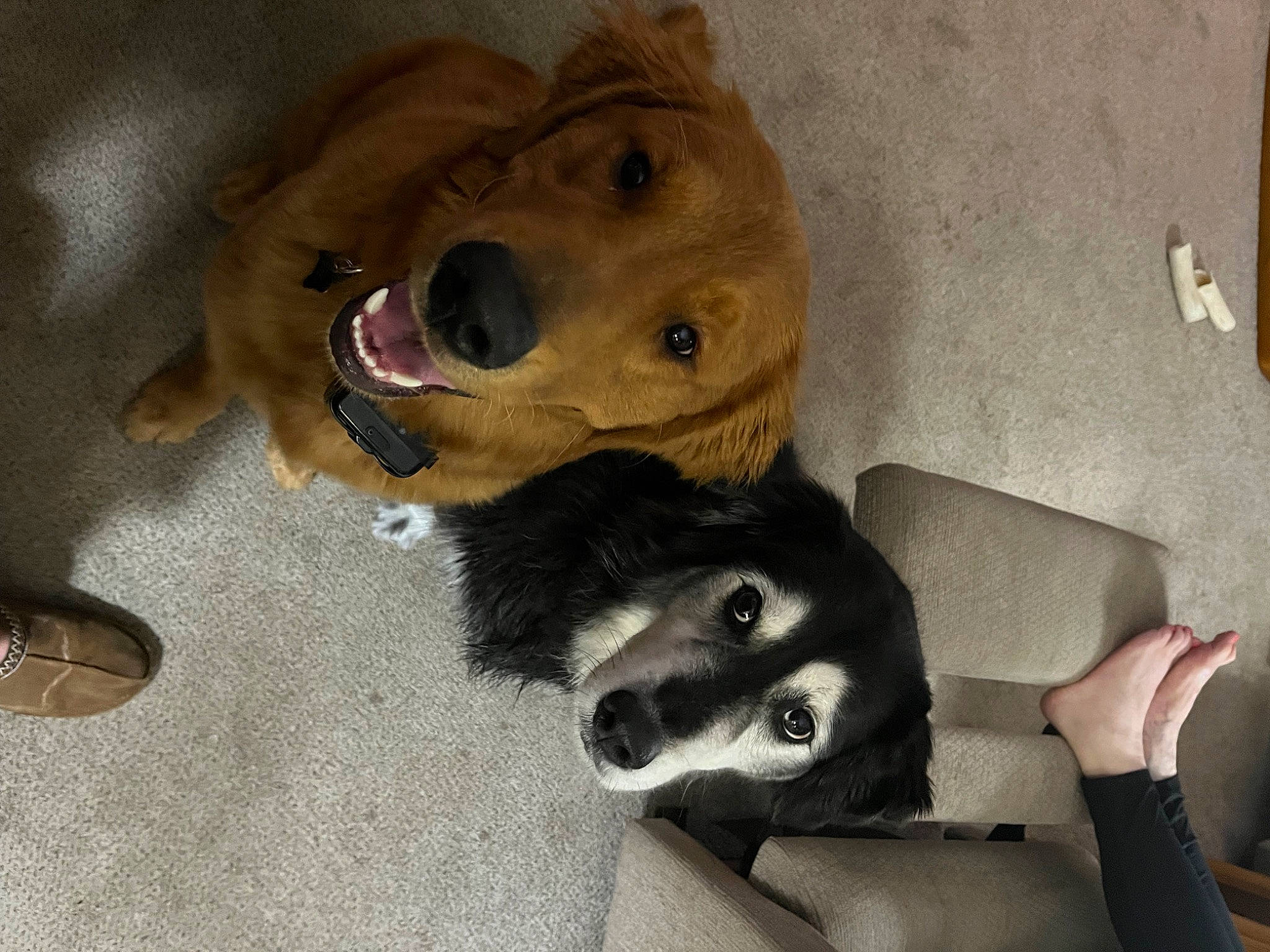 Buddy is registered to the contest to win money with this photo: canidae, carnivore, companion_dog, dog, dog_breed, dog_supply, flooring, foot, fur, natural_material, paw, pet_supply, snout, sporting_group, working_animal