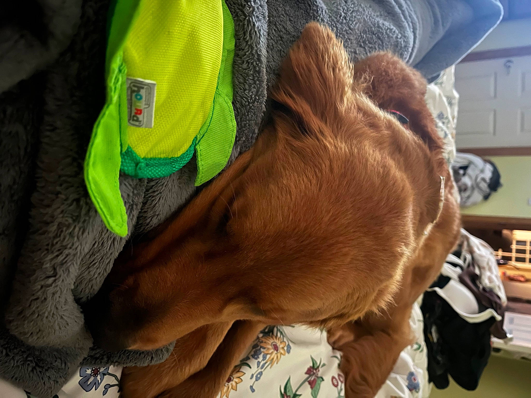 Buddy is registered to the contest to win money with this photo: bovine, canidae, collar, dog_breed, fashion_accessory, fawn, fur, gesture, horse_supplies, horse_tack, human_leg, liver, livestock, pack_animal, personal_protective_equipment, snout, sporting_group, working_animal, wrinkle, wrist