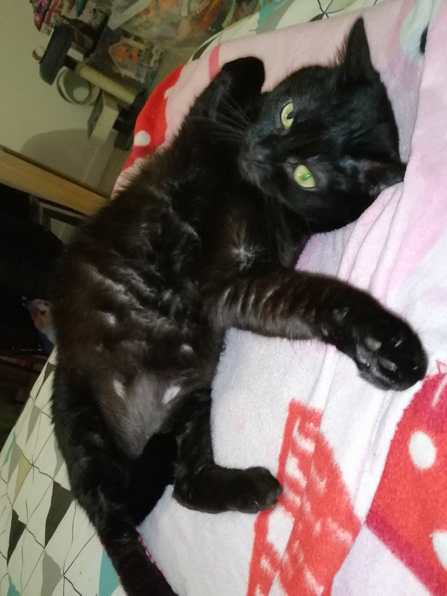 Plume participe au concours pour gagner de l'argent avec cette photo : black_cat, bombay, carmine, carnivore, cat, claw, comfort, domestic_short_haired_cat, felidae, fur, linens, mammal, paw, small_to_medium_sized_cats, snout, tail, whiskers