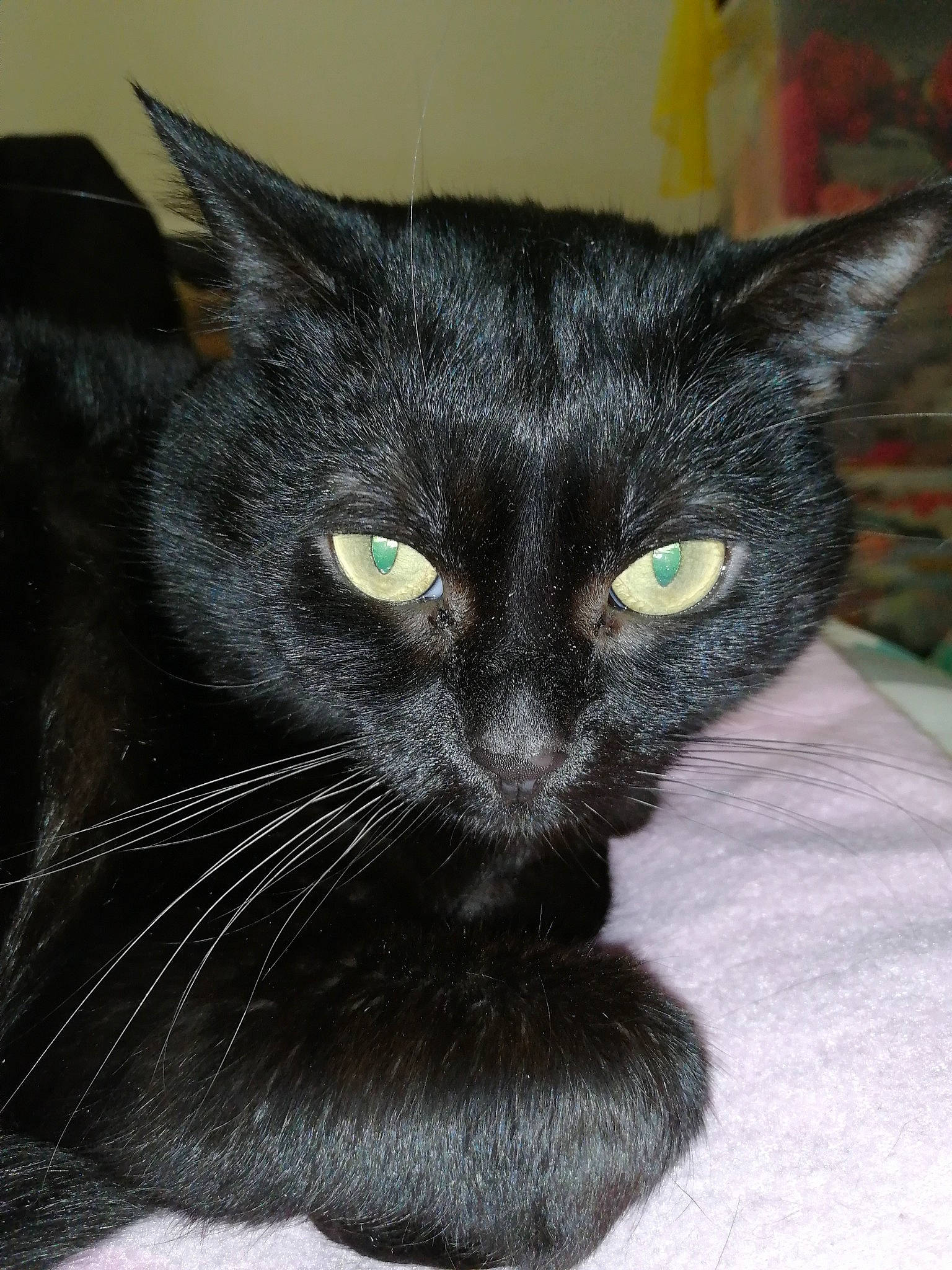 Plume participe au concours pour gagner de l'argent avec cette photo : black_cat, bombay, carnivore, cat, domestic_short_haired_cat, eye, felidae, fur, havana_brown, pet_supply, small_to_medium_sized_cats, snout, whiskers