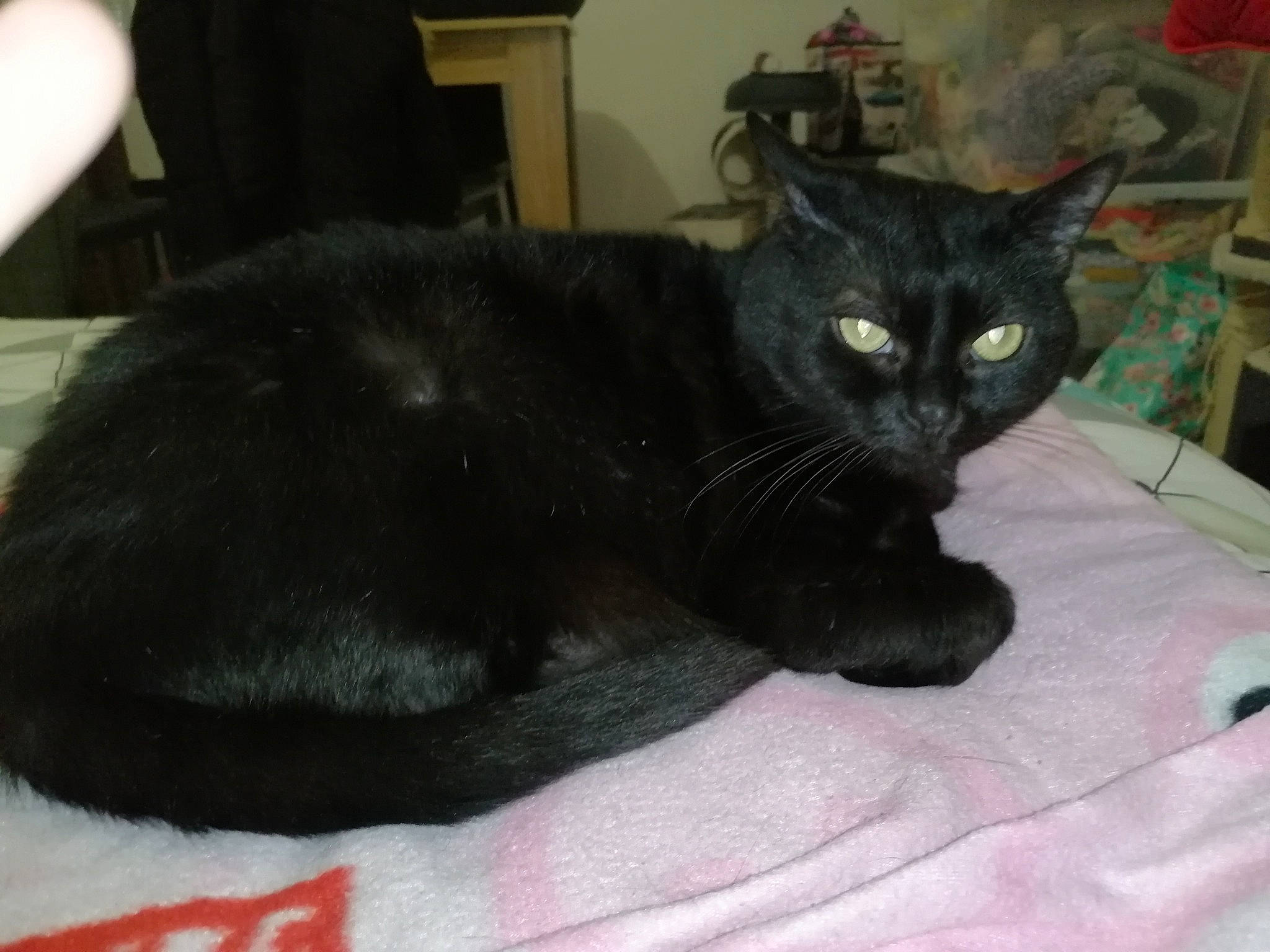 Plume participe au concours pour gagner de l'argent avec cette photo : black_cat, bombay, carnivore, cat, cat_supply, claw, comfort, domestic_short_haired_cat, felidae, fur, grey, small_to_medium_sized_cats, snout, tail, terrestrial_animal, whiskers