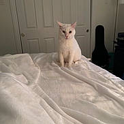 Casanova joined the competition — help win amazing prizes! animal, bedroom, blanket, cat, cozy, curious, cute, domestic, door, fur, furniture, guitar_case, indoor, looking, pet, quiet, resting, sitting, soft_texture, white_cat