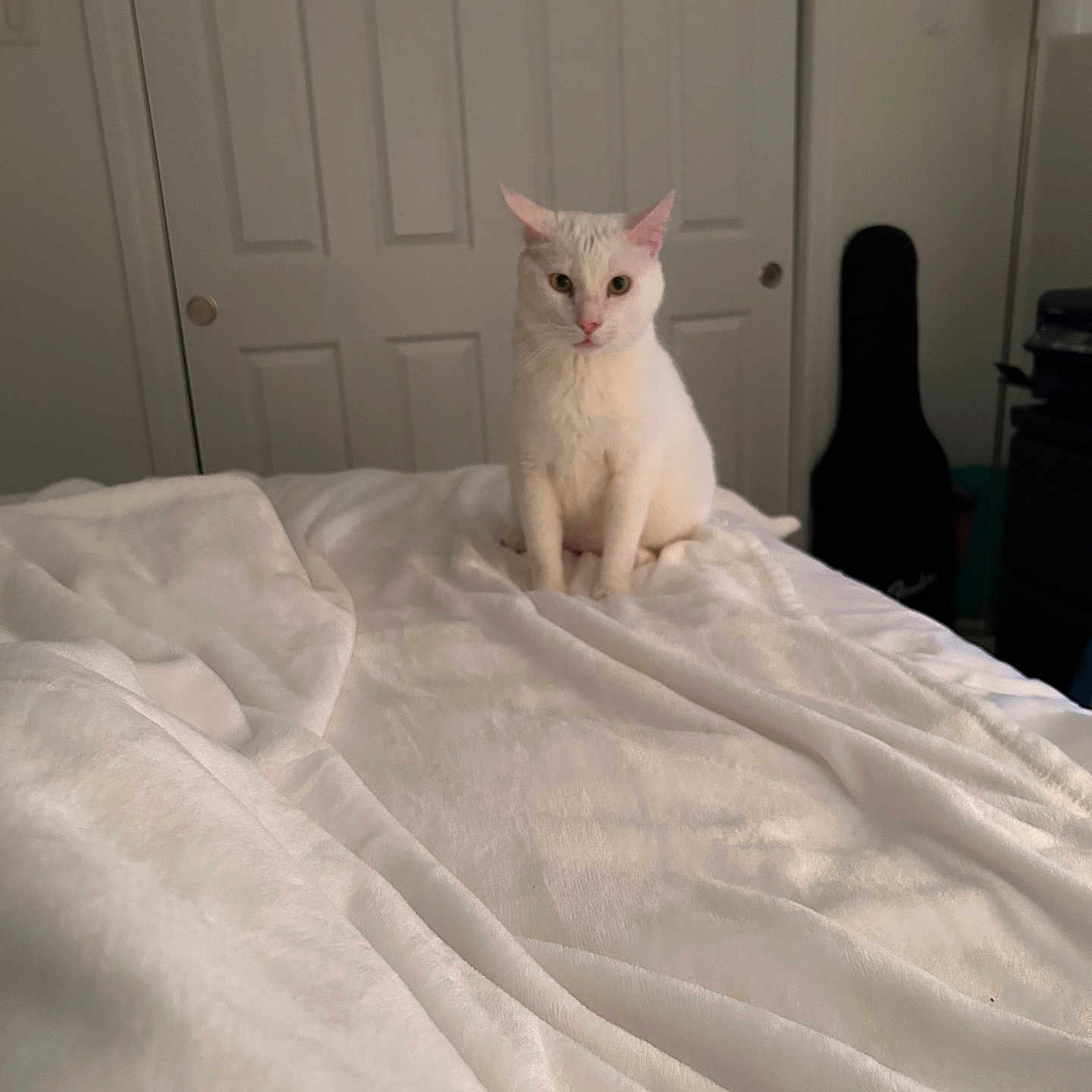 Casanova joined the competition — help win amazing prizes! animal, bedroom, blanket, cat, cozy, curious, cute, domestic, door, fur, furniture, guitar_case, indoor, looking, pet, quiet, resting, sitting, soft_texture, white_cat