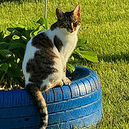 Ziva joined the competition — help win amazing prizes! animal, blue_tire, cat, daylight, fur, garden, grass, greenery, nature, outdoor, pet, plant, planter, sitting, sunlight, tabby_cat, tail, tire, whiskers, white_cat