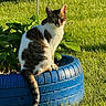 animal, blue_tire, cat, daylight, fur, garden, grass, greenery, nature, outdoor, pet, plant, planter, sitting, sunlight, tabby_cat, tail, tire, whiskers, white_cat