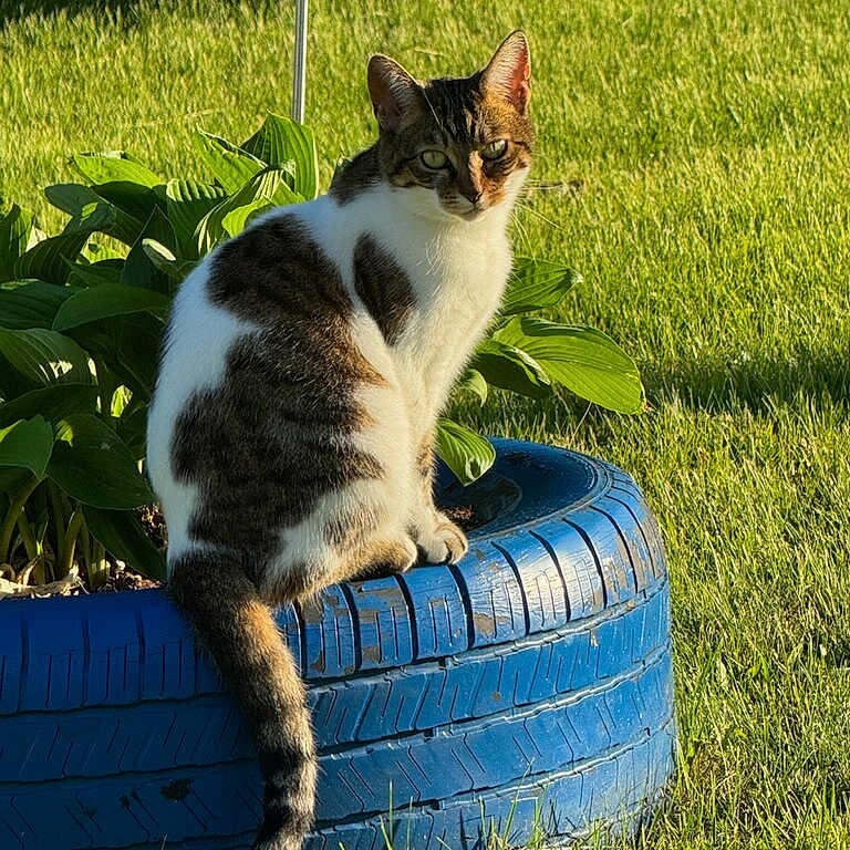 Ziva