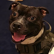 Zeus joined the competition — help win amazing prizes! dog, black_dog, white_markings, close_up, portrait, happy, smiling, tongue_out, pet, canine, indoors, harness, fur, ears, animal, companion, cute, friendly, looking_up, face