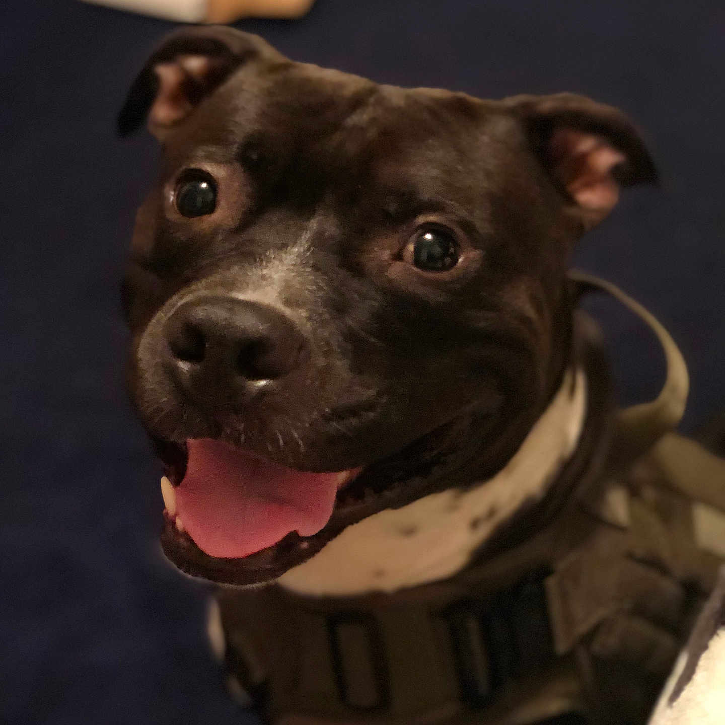 Zeus joined the competition — help win amazing prizes! animal, black_dog, canine, close_up, companion, cute, dog, ears, face, friendly, fur, happy, harness, indoors, looking_up, pet, portrait, smiling, tongue_out, white_markings