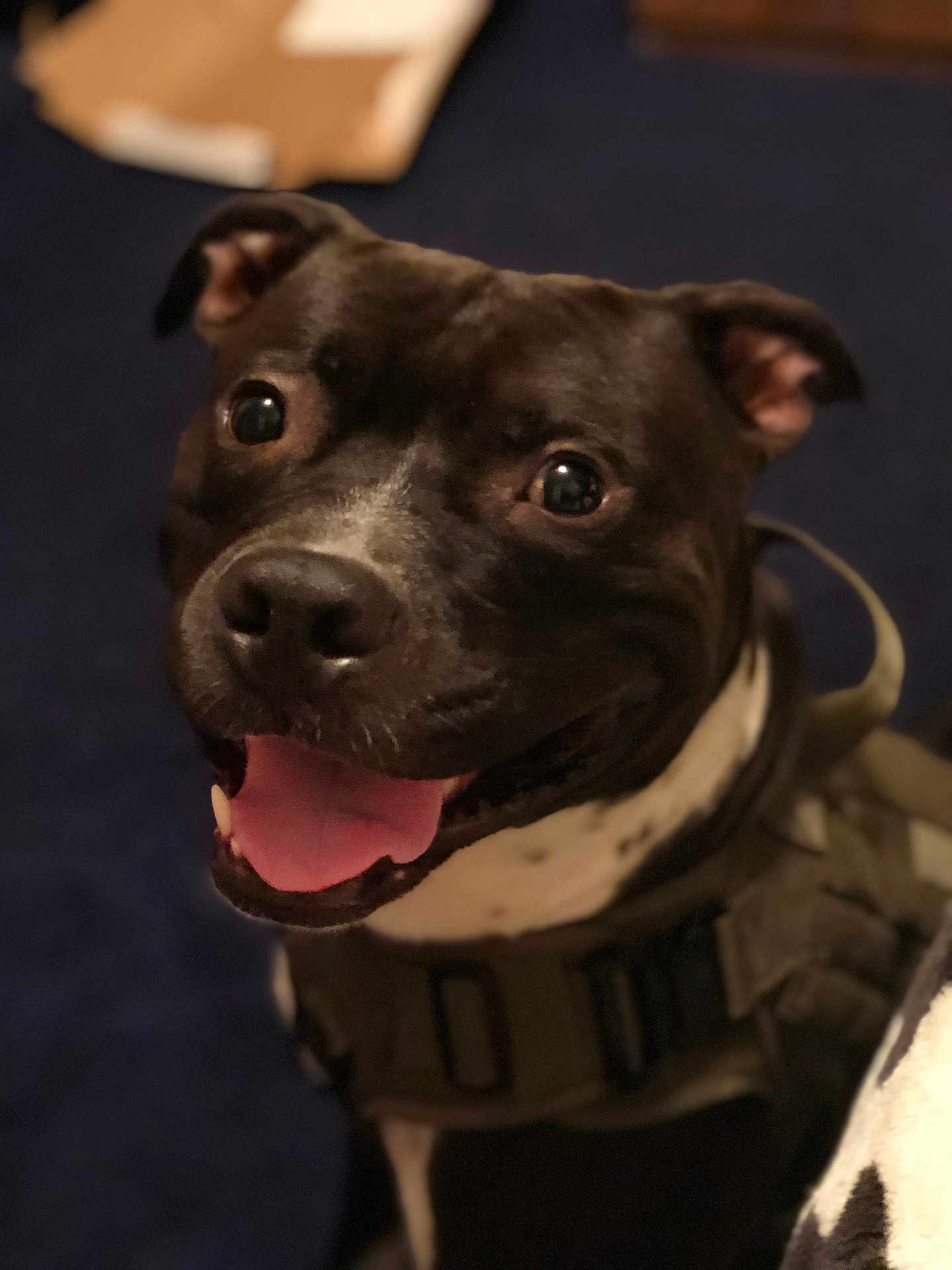 Zeus