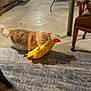 Maui joined the competition — help win amazing prizes! cat, orange_cat, toy, indoor, basement, motion_blur, carpet, chair, storage_bins, floor, furniture, playful, pet, animal, domestic, blurred, running, yellow_toy, home, cozy
