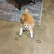 Maui joined the competition — help win amazing prizes! cat, orange_cat, white_cat, fluffy_cat, hair_ties, concrete_floor, rug, indoor, pet, playful, curious, animal, feline, tail, paws, whiskers, looking_up, household, floor_crack, black_objects