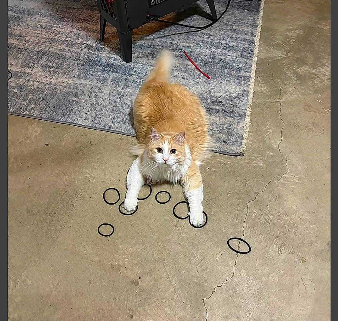 Maui joined the competition — help win amazing prizes! cat, orange_cat, white_cat, fluffy_cat, hair_ties, concrete_floor, rug, indoor, pet, playful, curious, animal, feline, tail, paws, whiskers, looking_up, household, floor_crack, black_objects