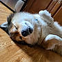 dog, lying_down, wooden_floor, indoor, relaxed, fluffy, pet, canine, smiling, closed_eyes, kitchen, cabinet, fur, paw, collar, happy, domestic_animal, cute, sleepy, resting