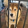 Bandit is registered to the contest to win money with this photo: dog, porch, metal_bars, heterochromia, fur, pet, canine, collar, animal, outdoor, tile_floor, curious, muzzle, paw, domestic_animal, guard_dog, brown_fur, white_fur, blue_eye, brown_eye