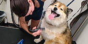 Bandit is registered to the contest to win money with this photo: dog, person, grooming, table, smiling_dog, tongue_out, indoor, vacuum, brush, fur, happy_dog, pet_care, animal, cleaning, towel, sign, hair, leash, short_sleeve, floor