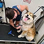 dog, person, grooming, table, smiling_dog, tongue_out, indoor, vacuum, brush, fur, happy_dog, pet_care, animal, cleaning, towel, sign, hair, leash, short_sleeve, floor