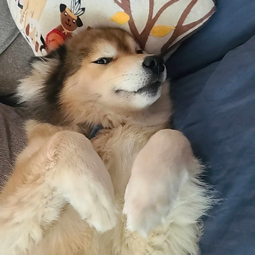 Bandit joined the competition — help win amazing prizes! animal, canine, cartoon, comfortable, couch, cozy, cute, decorative_pillow, dog, fluffy, fur, home, indoor, lying_down, mischievous, pet, pillow, relaxed, resting, soft_fur