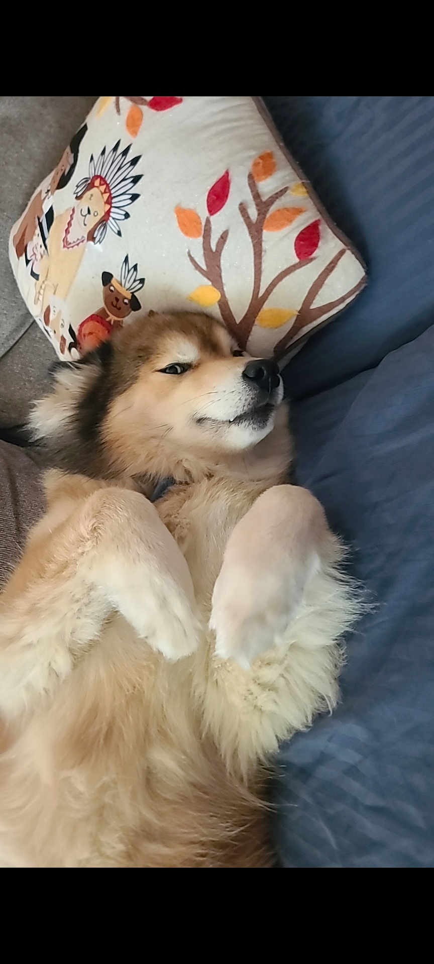 Bandit joined the competition — help win amazing prizes! dog, fluffy, lying_down, pillow, couch, indoor, pet, relaxed, cute, fur, animal, cozy, canine, resting, home, mischievous, comfortable, decorative_pillow, cartoon, soft_fur