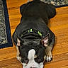 Louie is registered to the contest to win money with this photo: animal, basketball, black_dog, brown_paws, collar, cute, dog, domestic_animal, ears_up, flooring, home, household, indoor, laying_down, looking_at_camera, pet, resting, rug, white_face, wooden_floor