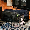 animal, black, brown, calm, carpet, collar, cozy, dog, dog_bed, floor, furniture, home, indoor, lying_down, patterned_rug, pet, relaxed, resting, white, wood_floor