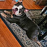 Louie is registered to the contest to win money with this photo: animal, black_and_white, brown, canine, collar, companion, cute, dog, domestic, ears_up, floor, fur, home, indoor, looking_back, lying_down, pet, resting, rug, wooden_floor