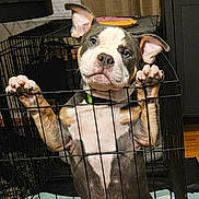 Louie joined the competition — help win amazing prizes! puppy, dog, crate, indoor, pet, cage, ears, paws, cute, animal, canine, brown, white, black, looking, standing, floor, collar, eyes, fence